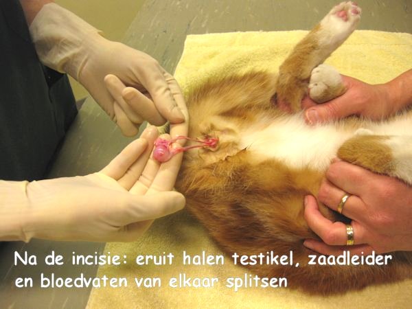 Soldaat morfine slogan Castratie/sterilisatie hond en kat | Dierenkliniek Ter Gouwe