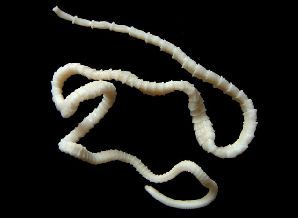 lintworm
