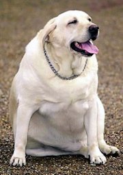obesitas hond