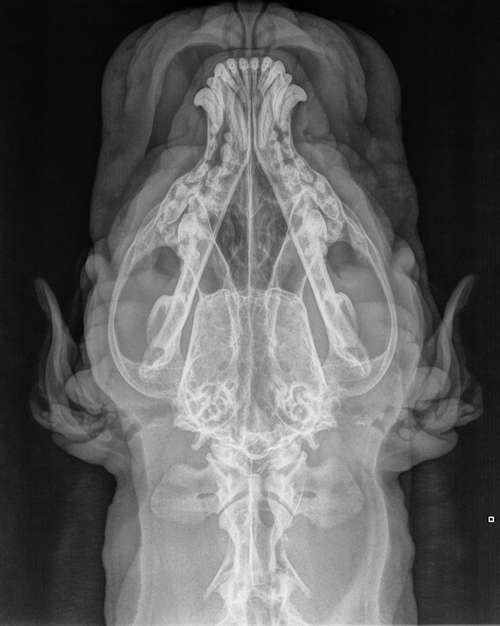 röntgenfoto schedel